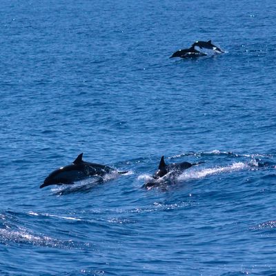 A pod of Pacific Dolphins seen whale watching