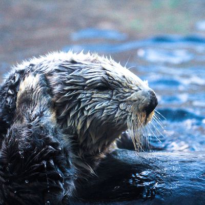 Monterey Bay Aquarium