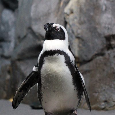 Monterey Bay Aquarium